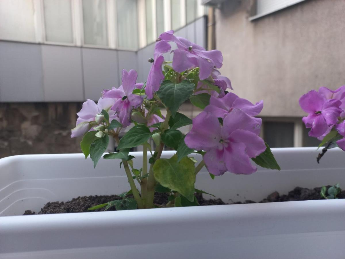 Apartman Central Place Belgrad Zewnętrze zdjęcie